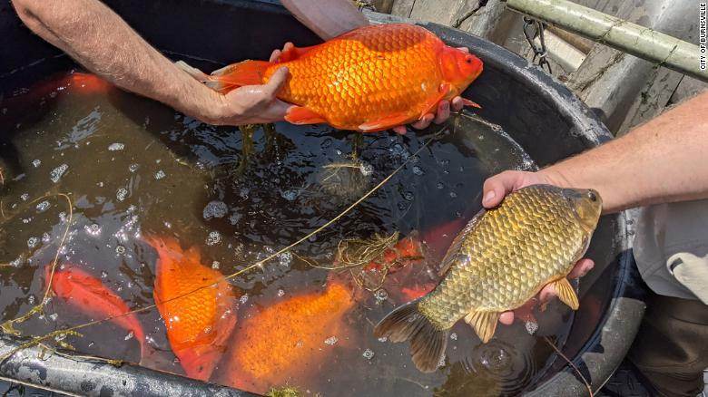 Peixe dourado Peixe dourado