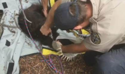 Urso com balde na cabeça, no Colorado (16.jul.2021)