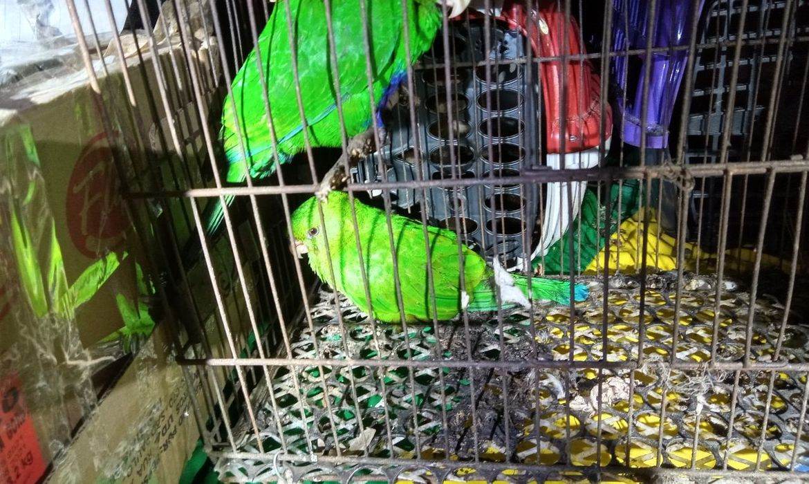 Animais silvestres 