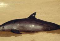 8 fatos sobre o mamífero ‘mais raro do mundo’ que está prestes a se extinguir