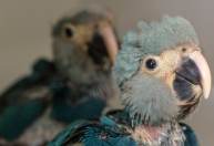 Filhotes de ararinhas-azuis nascem no Brasil após 20 anos de extinção