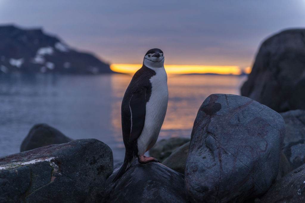 Pinguim na ilha King George, Antártica Pinguim na ilha King George, Antártica