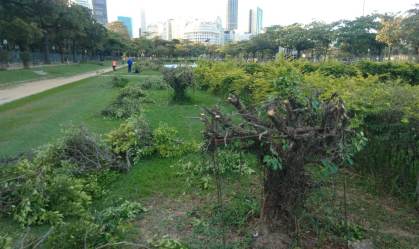 Moradores no Rio criticam poda de árvores em praça histórica