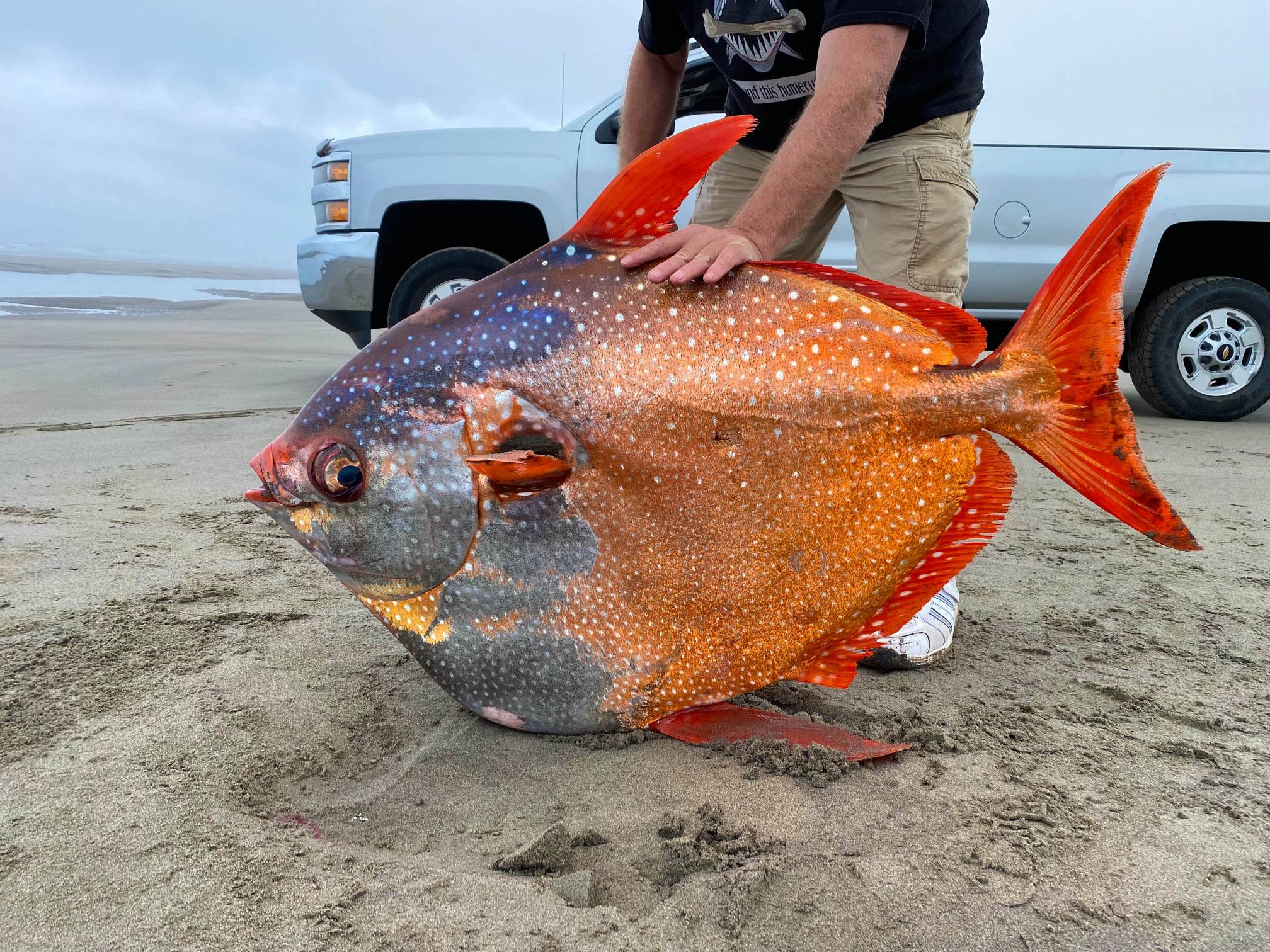 Peixe raro de 45 quilos é encontrado em praia nos EUA | CNN Brasil