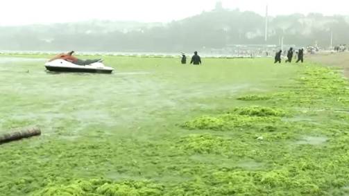 Infestação de algas é recorde em cidade de Qingdao, na China