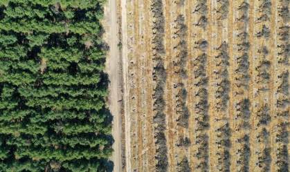 Plantação de amêndoas é derrubada na Califórnia