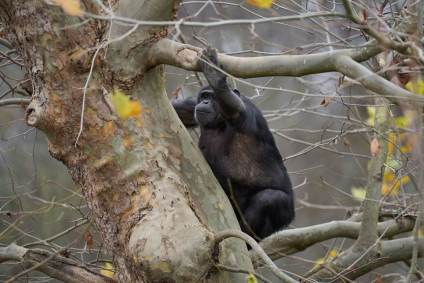 Chimpanzé