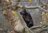 Chimpanzés são vistos atacando e matando gorilas pela primeira vez na natureza