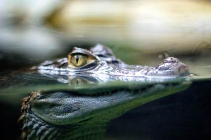 Crocodilo
