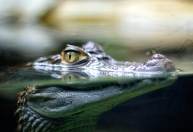 Cientistas descobrem fóssil de ‘avô’ de crocodilo moderno de 150 milhões de anos
