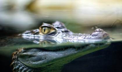 Crocodilo