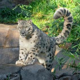 Um leopardo da neve macho no zoológico de San Diego testou positivo para SARS-Co