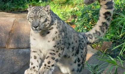Um leopardo da neve macho no zoológico de San Diego testou positivo para SARS-Co