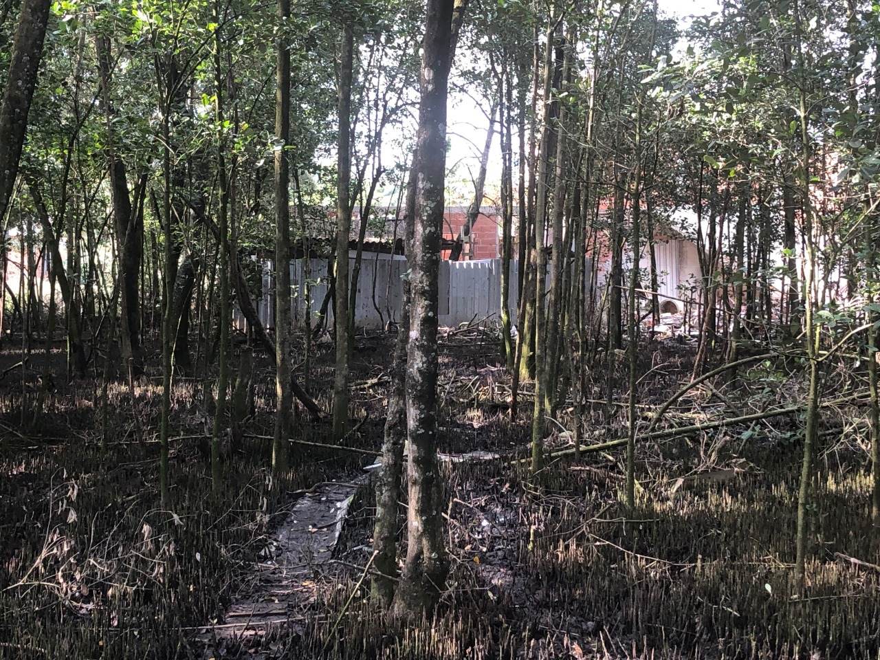 Manguezais de Guaratiba, ocupados pelo crescimento urbano desordenado.