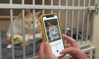 App canadense promete desvendar as emoções dos gatos direto da câmera do celular