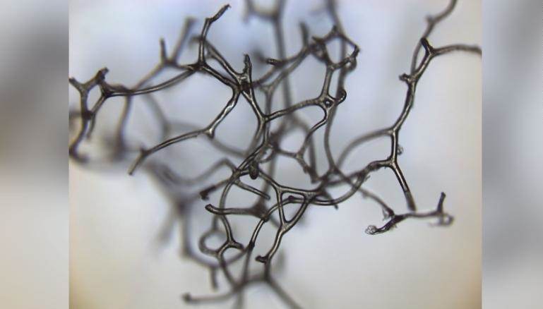 Fragmento tridimensional do esqueleto de uma esponja