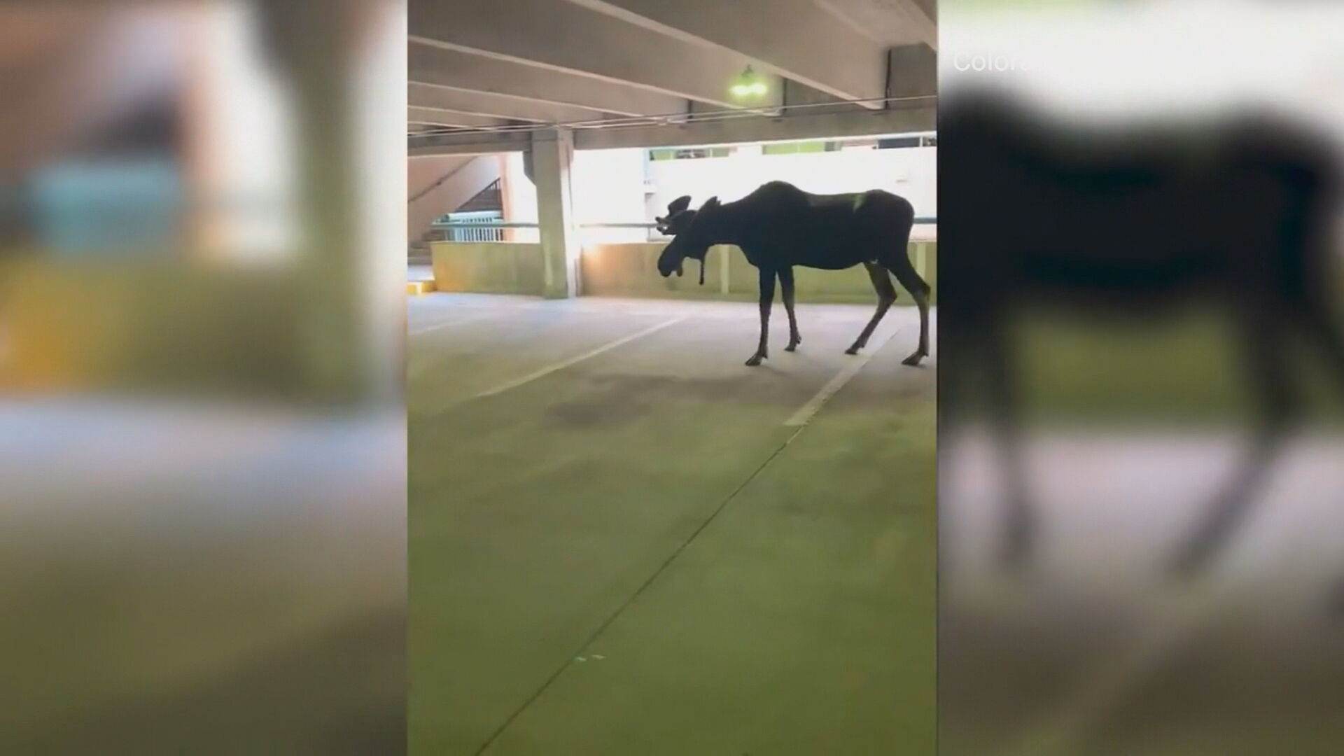Alce ficou preso em edifício garagem e recebeu tranquilizantes para o resgate