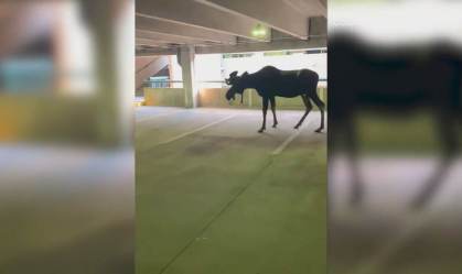 Alce ficou preso em edifício garagem e recebeu tranquilizantes para o resgate