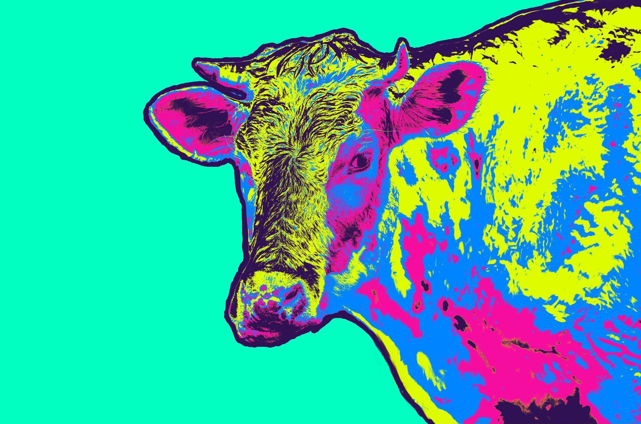 Vaca Vaca