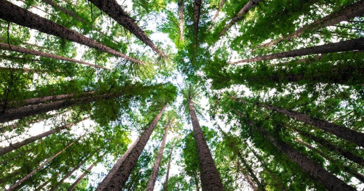 Setor florestal pode transformar potencial do mercado de carbono no Brasil