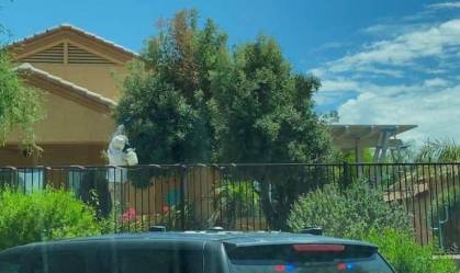 Apicultores retiram colmeia de 45 kg de rua no Arizona