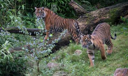 Tigres de Sumatra