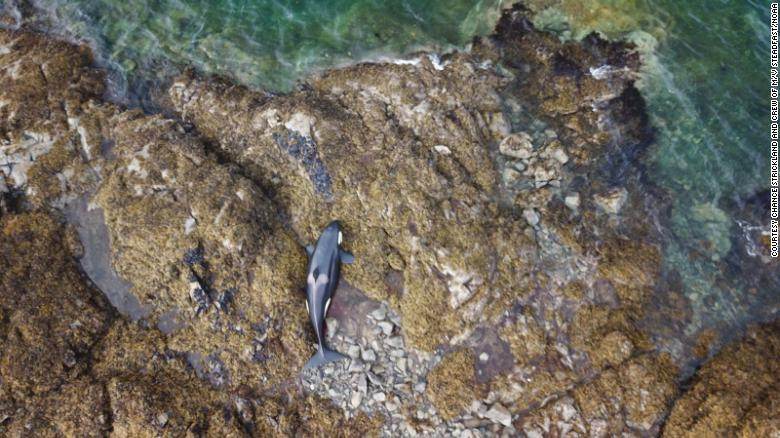 Orca encalhada na Ilha do Príncipe de Gales,  no Alasca