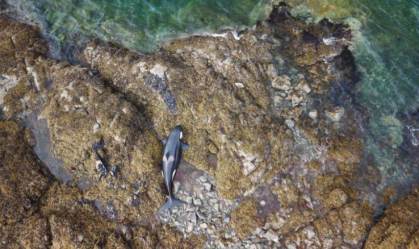 Após horas encalhada, orca é libertada de costa rochosa no Alasca