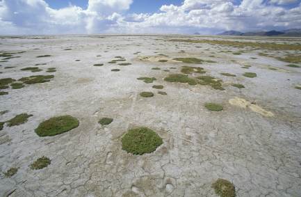 Plantas verdes pontilham o leito do lago Poopo parcialmente seco, na Bolívia/Get