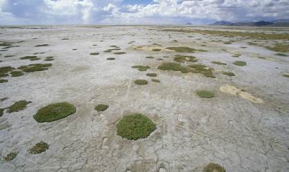 Plantas verdes pontilham o leito do lago Poopo parcialmente seco, na Bolívia/Get