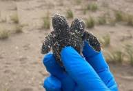 Filhote de tartaruga marinha de duas cabeças foi encontrado em praia dos EUA