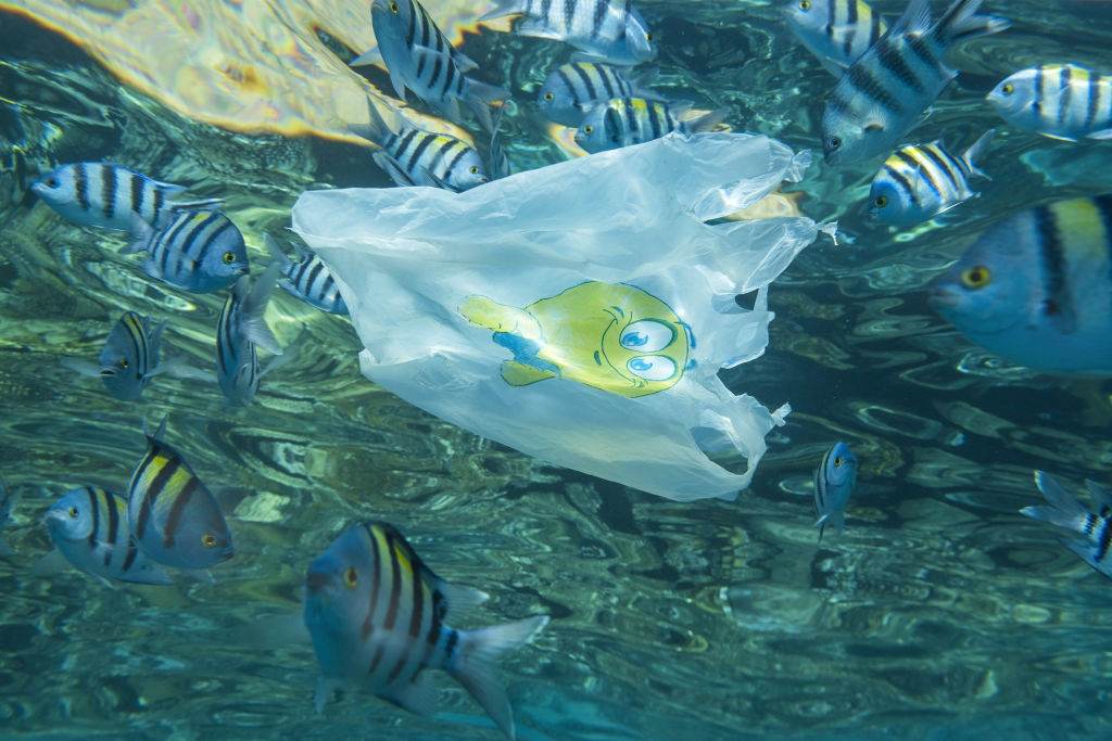 Sacola plástica flutua em meio a cardume de peixes no mar do Egito Sacola plástica flutua em meio a cardume de peixes no mar do Egito