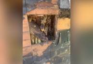 Casal descobre 450 mil abelhas em casa após comprar imóvel dos sonhos