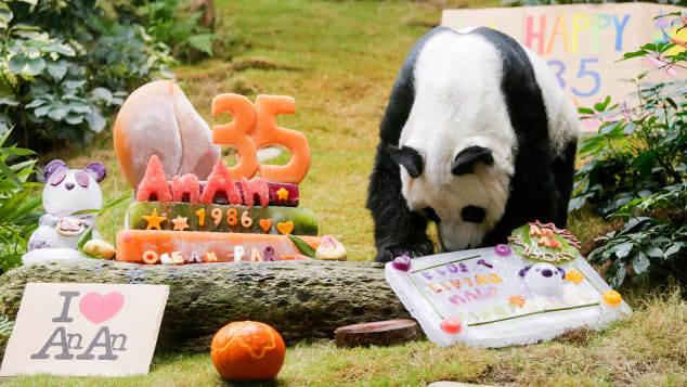 Panda mais velho do mundo Panda mais velho do mundo