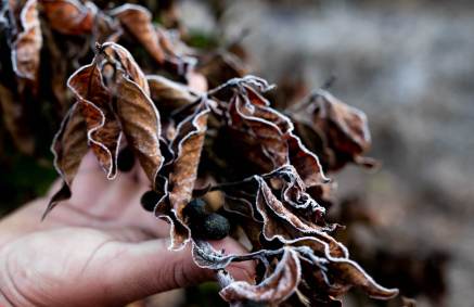 Preços do café foram afetados pro geadas no Brasil