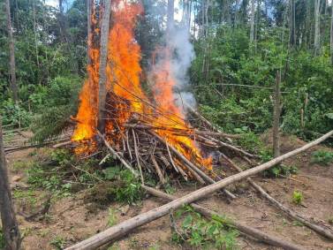 Polícia Federal incinera 95 mil pés de maconha no Maranhão