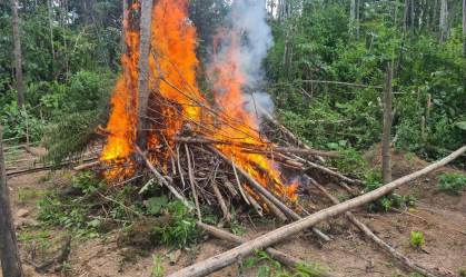 Polícia Federal incinera 95 mil pés de maconha no Maranhão