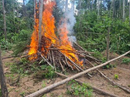Polícia Federal incinera 95 mil pés de maconha no Maranhão