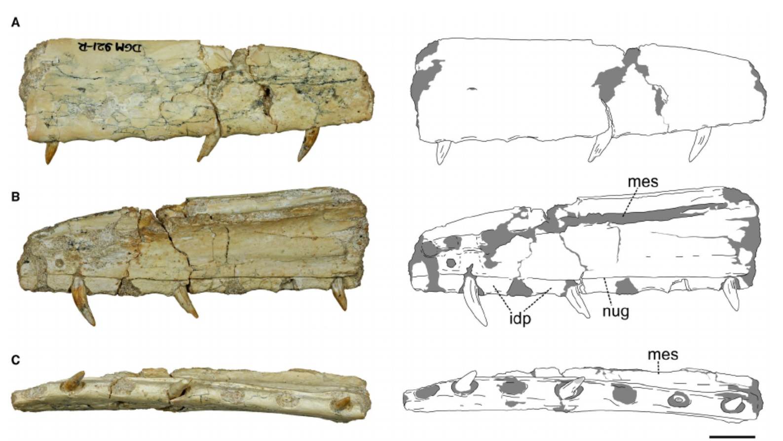 Detalhes do maxilar e dos dentes do novo dinossauro brasileiro Detalhes do maxilar e dos dentes do novo dinossauro brasileiro