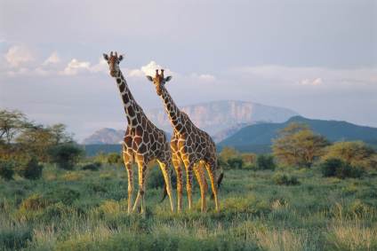 Girafas têm vida social complexa, segundo estudo