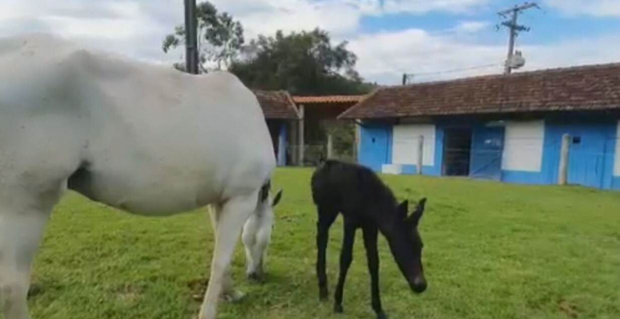 Potros nascem com anticorpos contra o novo coronavírus no RJ Potros nascem com anticorpos contra o novo coronavírus no RJ