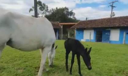 Potros nascem com anticorpos contra o novo coronavírus no RJ
