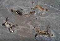 Seca e calor matam mil cavalos no Cazaquistão e ameaçam sustento de fazendeiros