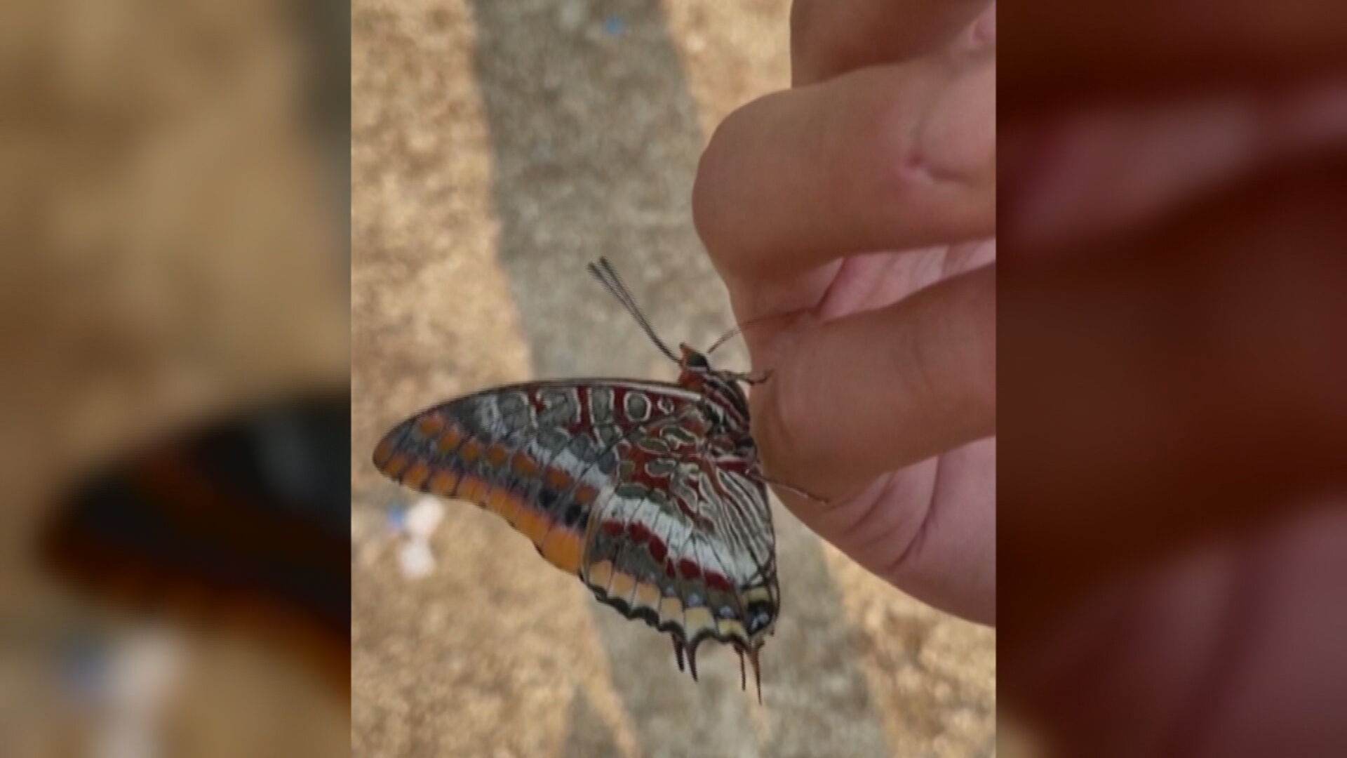 Borboleta pousa bebe água na mão de voluntário após incêndio florestal