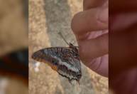 Incêndio florestal: Borboleta pousa na mão de voluntário e bebe água na Turquia