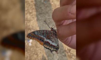 Borboleta pousa bebe água na mão de voluntário após incêndio florestal