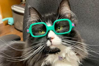 Gatinho que usa óculos