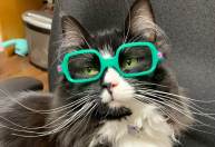 Gatinho usa óculos para incentivar crianças com problemas de visão