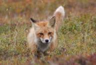 Raposa vermelha agora está na lista de animais em extinção