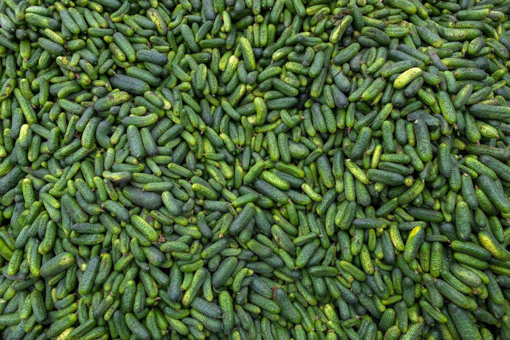 Pepinos